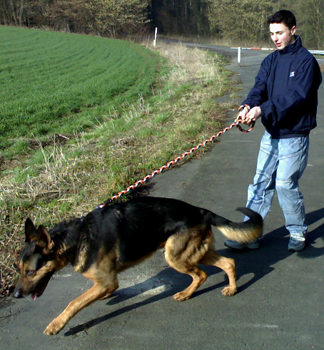 Ben zieht an der Leine