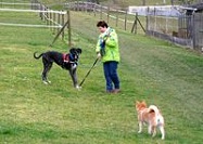 Amica_Hundeverhalten_1