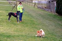 Amica_Hundeverhalten_2