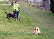 Amica_Hundeverhalten_3