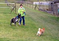 Amica_Hundeverhalten_4