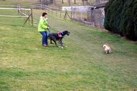 Amica_Hundeverhalten_5