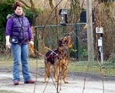 Ben_Hundebegegnung_2