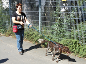 Leinenführigkeitstraining_1