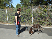 Leinenführigkeitstraining_3