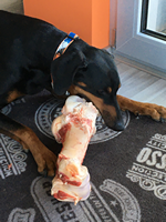 Leinenführigkeitstraining_4