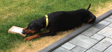 Leinenführigkeitstraining_4