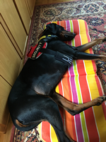 Leinenführigkeitstraining_4