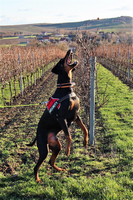 Leinenführigkeitstraining_4