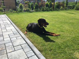 Leinenführigkeitstraining_3