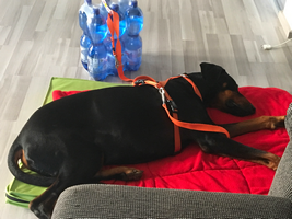 Leinenführigkeitstraining_2